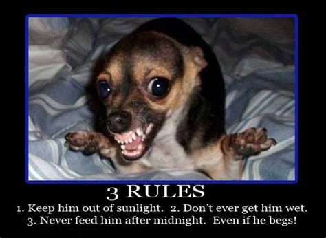 37 Funny Pictures That Will Make You Laugh 27 Funny Chihuahua