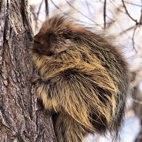 We Start To See Lots Of Porcupines In The Trees In The Holmes Grove In