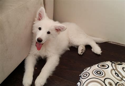 Piksel Our White Swiss Shepherd Puppy Raww