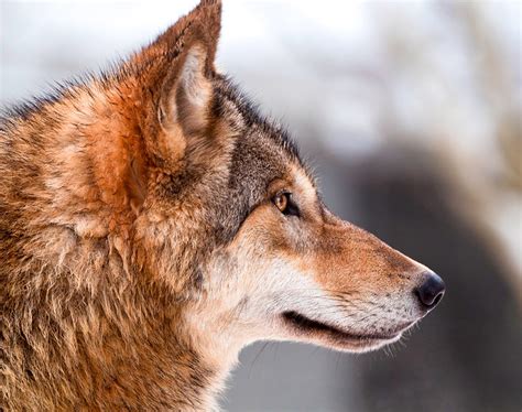 Wolf Profile Flickr Photo Sharing