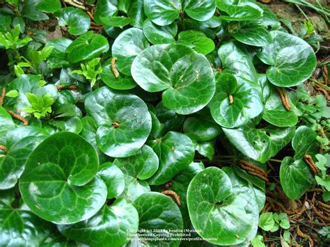 Asarum Caudatum Western Wild Ginger 4 6 X 6 12 Native Groundcover