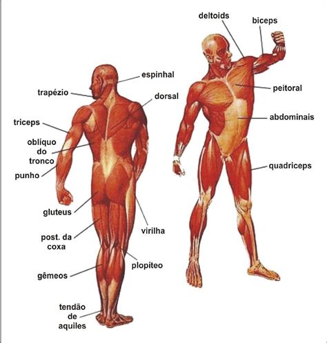Sistema Musculoesqueletico Human Body Muscles Human Body Parts Major