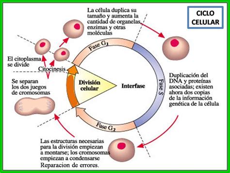 Esquema De Las Distintas Fases Del Ciclo Celular Consejos Celulares