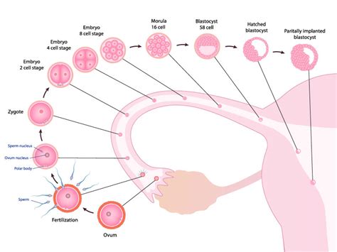 Implantation Signs And Symptoms