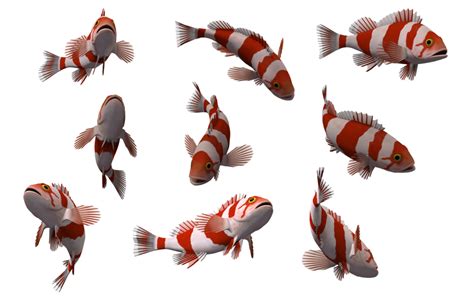 Fish Png 10 Png All Png All