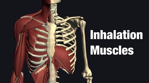 Anatomy Of Muscles Of Inhalation Youtube
