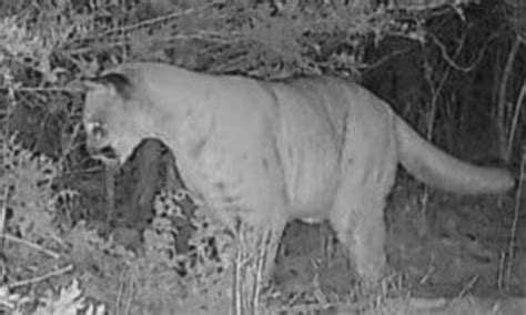 Mountain Lions On The Move Through Illinois Not Here To Stay