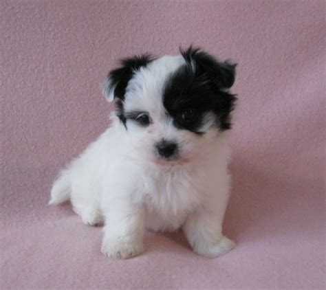 It excels in therapy, agility and competitive obedience. Havanese puppies for sale http://www.akchavanese.com ...