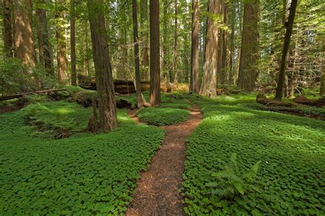 Clover Forest Path California Nature Humboldt Redwoods State Park