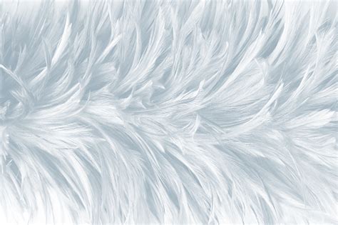 Beautiful White Gray Colors Tone Feather Texture