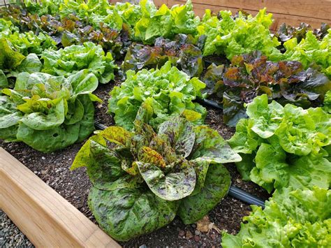 Growing Lettuce How To Plant Protect And Harvest Lettuce ~ Homestead