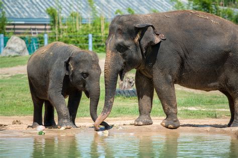 Asian Elephant - The Houston Zoo