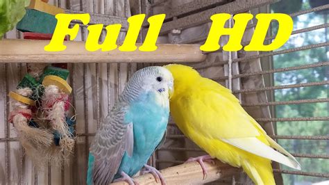 25 Hr Happy Parakeets Eating Singing Playing Budgies Chirping Reduce