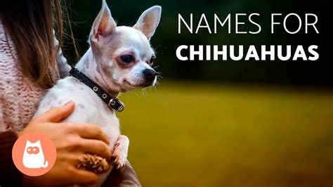 Great Names For Chihuahua Dogs Youtube