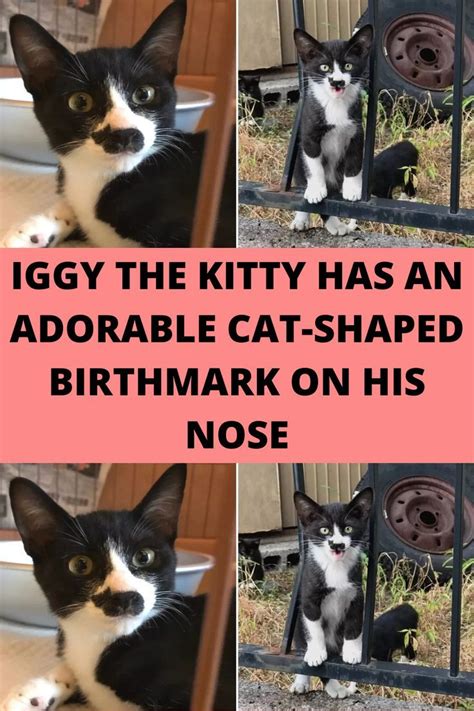 Iggy The Kitty Has An Adorable Cat Shaped Birthmark On His Nose Artofit