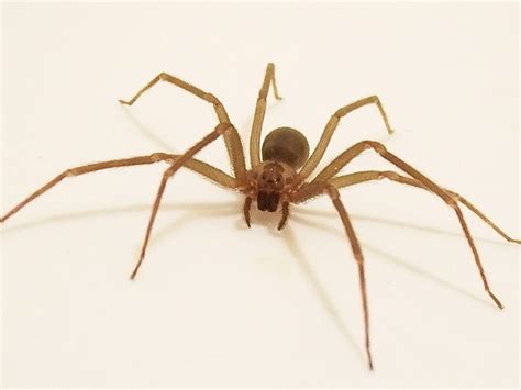 Es un género de arañas araneomorfas de la familia sicariidae. Descubren nueva especie de araña violinista en México