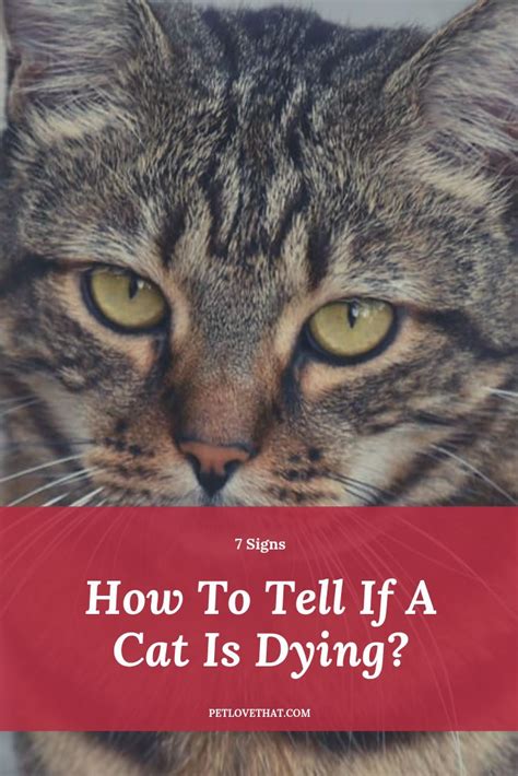 Signs Your Old Cat Is Dying Animal Enthusias Blog