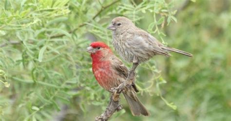 Wild About Texas House Finches Are Everywhere