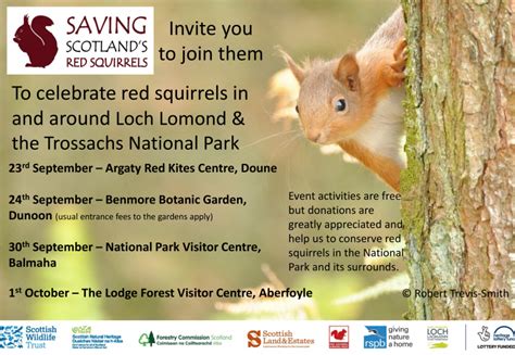 Celebrate Red Squirrels In The National Park Saving Scotlands Red