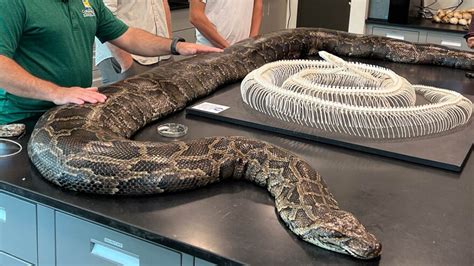 The Largest Ever Burmese Python In Florida Was Found In Collier County