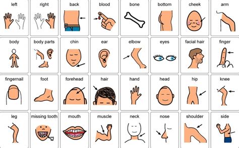 Learn Body Parts Worksheets 99worksheets