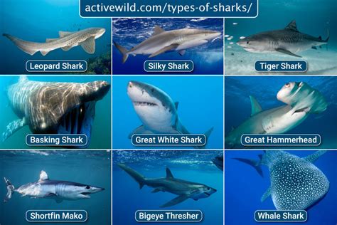 Types Of Sharks 81 Shark Species List With Pictures And Facts Golden