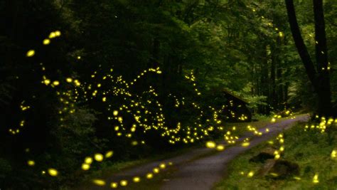 Let us know in the comments below 👇. Watch a Quiet Video of Glowing Synchronous Fireflies - Nerdist