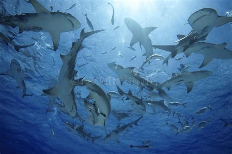 A Group Of Lemon Sharks Stock Photo Image Of Cicling 18966146