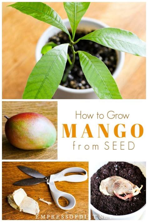 Love Mango Save The Seed And Use This Step By Step Tutorial To Grow A