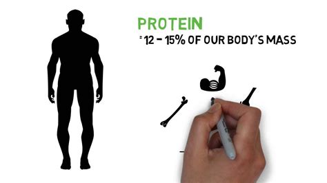 Why Is Protein Important For The Human Body Youtube