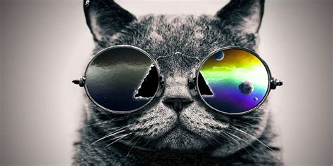 Find and save images from the cool bilder collection by lisa (braunl849) on we heart it, your everyday app to get lost in what you love. 15 Cool Cats On Google+