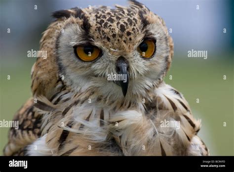 Brown Intense Bengal Indian Eagle Owl Feathers Eye Lambeth Country Show