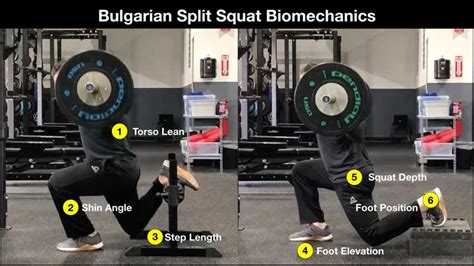 How To Master The Bulgarian Split Squat Exercise