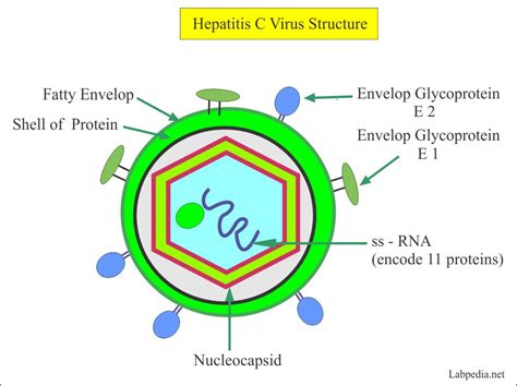 Hepatitis C Virus Part Hepatitis C Virus Hcv Profile Labpedia Net