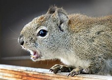 Image result for angry Squirrel