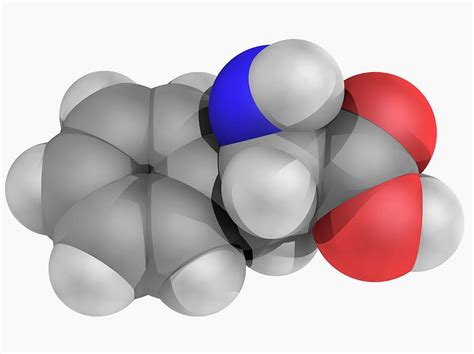 Phenylalanine Molecule Photograph By Laguna Designscience Photo