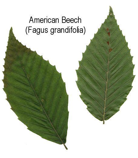 American Beech Tree Facts Rosalinda Kowalski