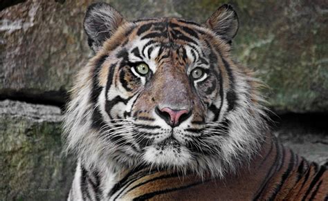 The Shade Tiger By Innocentium On Deviantart Tiger Shades Deviantart