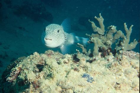 Smiling Puffer Fish Flickr Photo Sharing