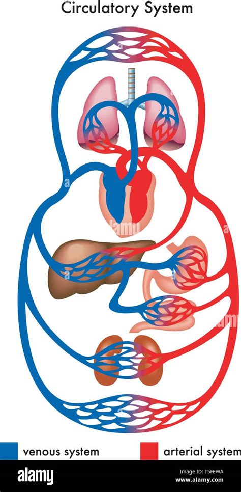 Medical Diagrama Que Muestra El Sistema Circulatorio Del Cuerpo Humano