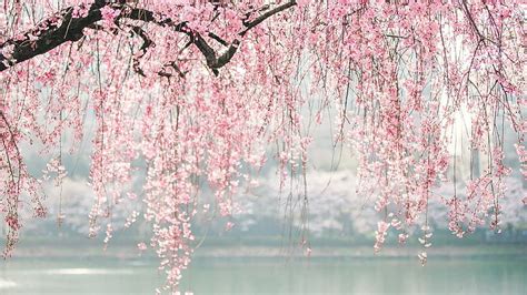 1920x1080 Japan Cherry Blossom Tree Flowers Full Tv F 192 In
