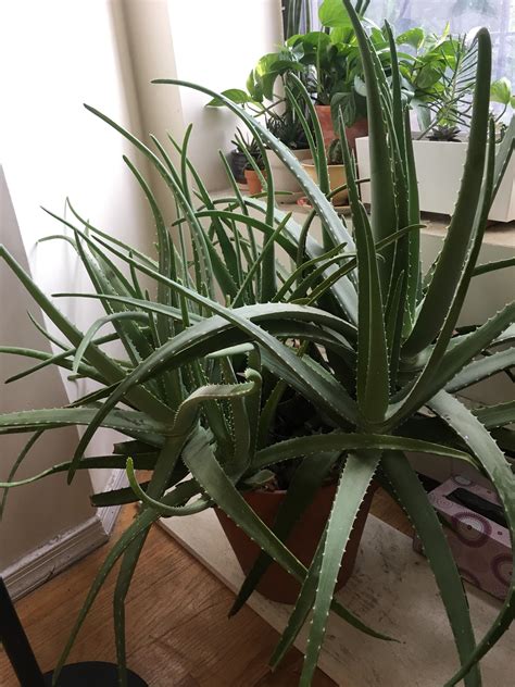 Does my aloe vera plant need to be separated and transferred to a bigger pot? Mystery Giant Aloe Plant, helpppp : whatsthisplant