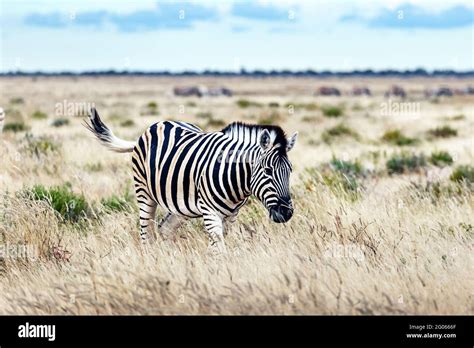 African Plains Zebra On The Dry Brown Savannah Grasslands Browsing And
