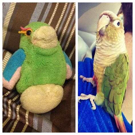 Ive Had My Pet Bird For Ten Years Recently I Found A Plush Parrot I