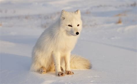 arctic fox astonishes researches after walking 2 000 miles from norway to canada