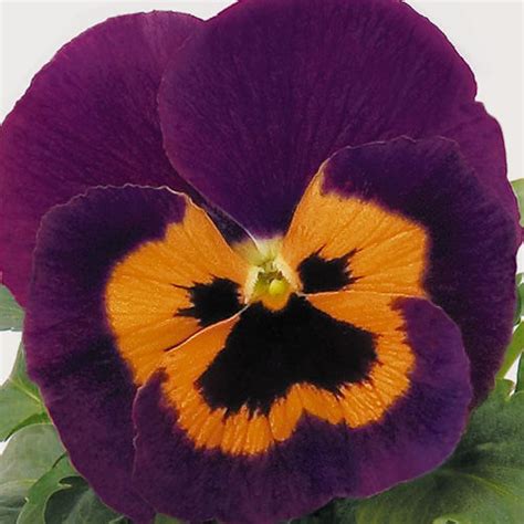 Inspire Purple With Orange Pansy Seeds Annual Flower Seeds