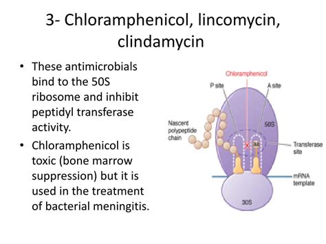 Ppt Antibiotics Inhibitors Of Protein And Dna Synthesis Powerpoint