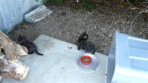 Feral Kittens June 12 2011 709 Am Youtube