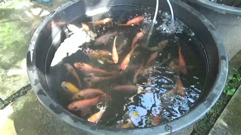 Tebar Ekstra Padat Budidaya Ikan Nila Di Dalam Ember Youtube