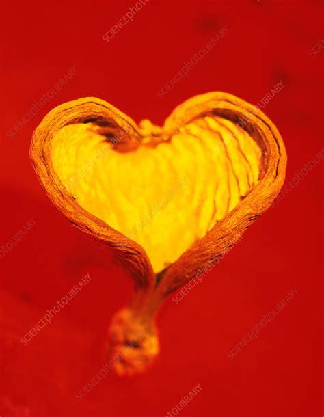 Heart Shaped Nutshell Stock Image P2160410 Science Photo Library